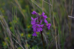 Orchis × pseudoanatolica