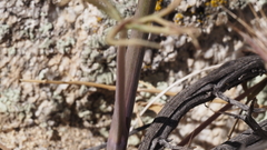 Delphinium parishii subglobosum