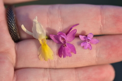 Orchis × pseudoanatolica