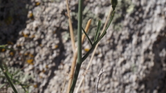 Delphinium parishii subglobosum