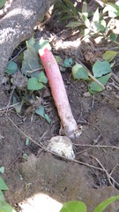 Lysurus periphragmoides