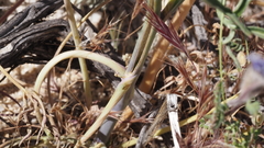 Delphinium parishii subglobosum