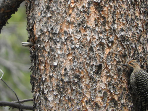 iNaturalist observation photo of Williamson's Sapsucker
