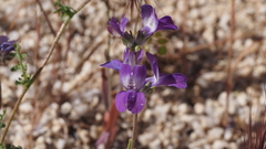 Collinsia concolor