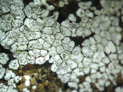 Acarospora epilutescens