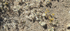 Eriophyllum wallacei rubellum