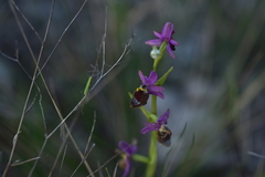 Ophrys bertolonii flavicans