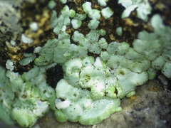 Acarospora epilutescens