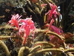 Aporocactus flagelliformis