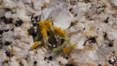 Eriophyllum wallacei rubellum
