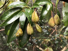 Reevesia thyrsoidea