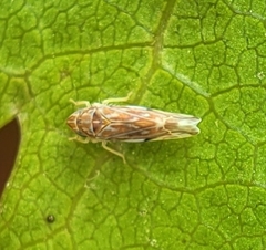 Erasmoneura variabilis