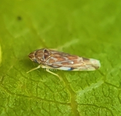 Erasmoneura variabilis