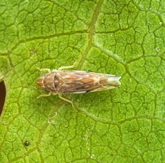 Erasmoneura variabilis