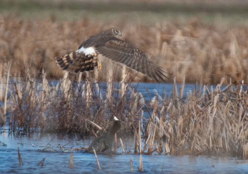 Northern Harrier photographed in Missouri