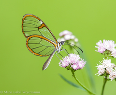 Episcada hymenaea hymenaea
