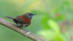 Synallaxis erythrothorax