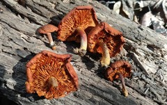 Gymnopilus liquiritiae