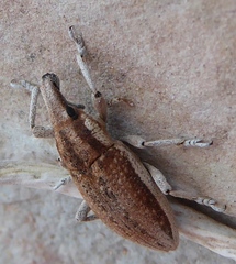 Scaphomorphus