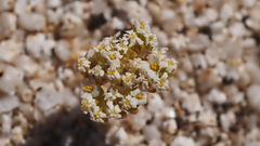 Linanthus maculatus emaculatus
