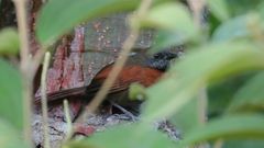 Synallaxis erythrothorax