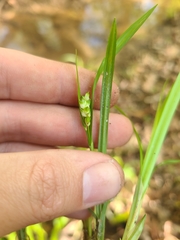 Carex abscondita