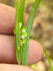 Carex abscondita