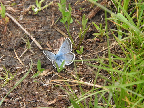 iNaturalist observation photo of Greenish Blue