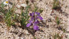 Collinsia concolor