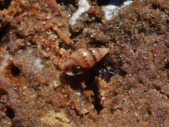 Pseudamycla dermestoidea