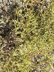 Chorizanthe brevicornu