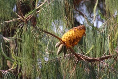 Cronartium conigenum