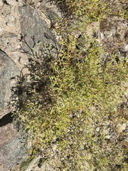 Chorizanthe brevicornu