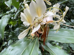 Hedychium flavescens