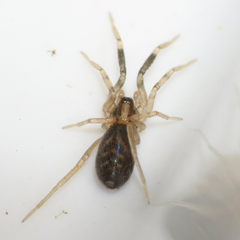 Phrurotimpus borealis