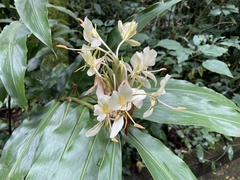 Hedychium flavescens