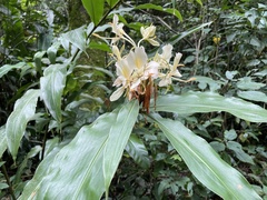 Hedychium flavescens