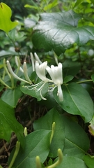 Lonicera japonica image