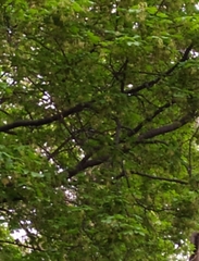 Ficedula hypoleuca