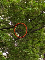 Ficedula hypoleuca