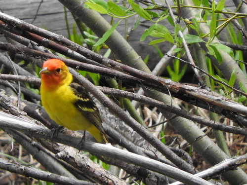 iNaturalist observation photo of Western Tanager