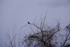Cyanocitta cristata bromia