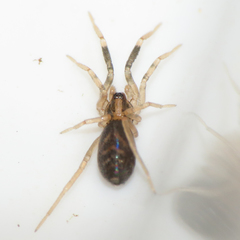 Phrurotimpus borealis