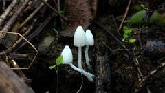 Coprinopsis lotinae