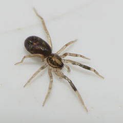 Phrurotimpus borealis