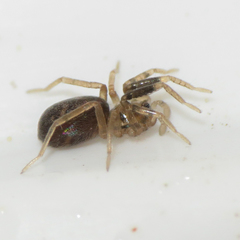 Phrurotimpus borealis