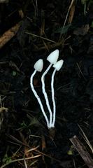 Coprinopsis lotinae