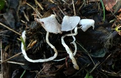 Coprinopsis lotinae