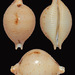 Pustularia cicercula - Photo (c) uwkwaj, algunos derechos reservados (CC BY-NC), subido por uwkwaj