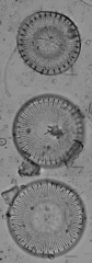 Stephanodiscus reimeri